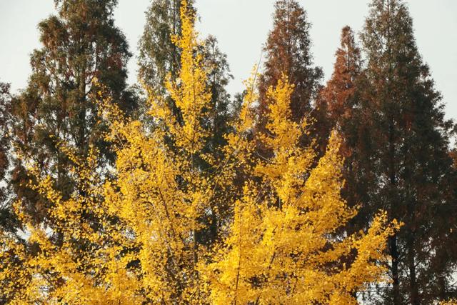 郫都水杉红了!抱着手机猛拍,被这限定美景狠狠惊艳