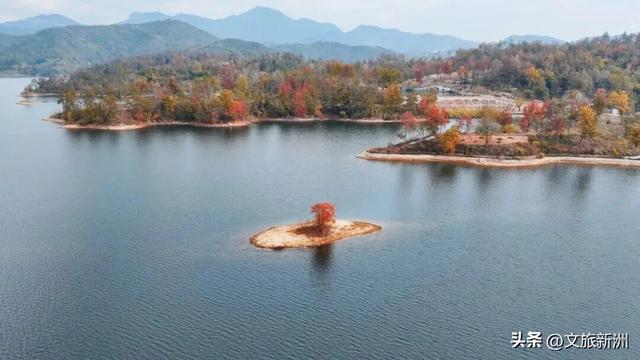 红枫公路、孤独的树......新洲这波秋日「隐藏款」，你知道几个？