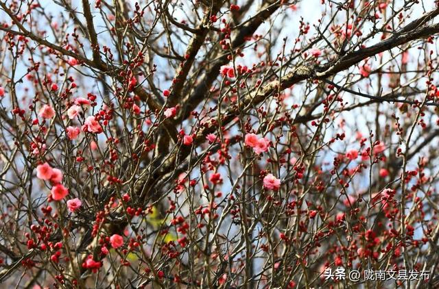 冬日“梅”景，真美！