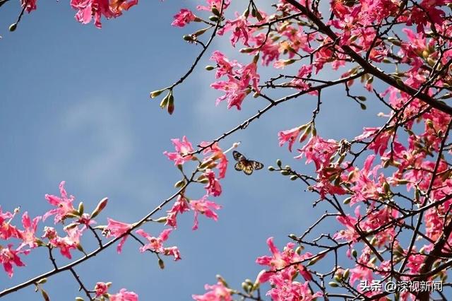 深圳限定浪漫！周末快来赴一场粉色花海盛宴