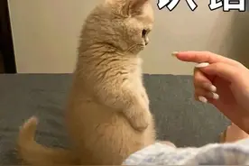 猫咪表情包丨给我个台阶，我自己下图片