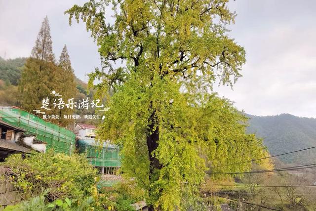 完全没想到，宁波这个以樱桃花走红的古村，秋天的风景也这么美！