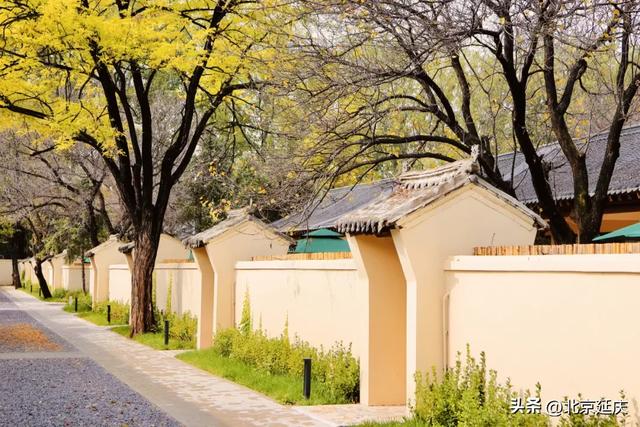 延庆的金色浪漫，就在——