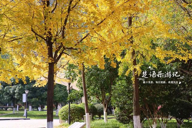 宁波慈溪的宝藏型公园，银杏水杉与红枫共绘秋日大片，比油画还美
