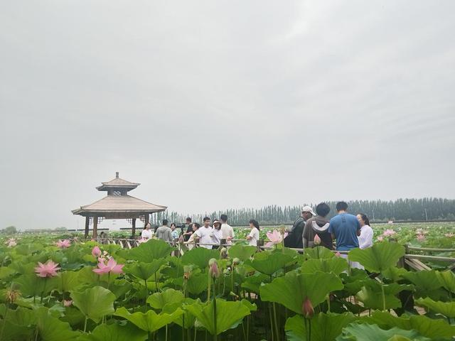 千亩荷塘 万人许愿‖2025年第九届鸣翠湖荷花节精彩启幕