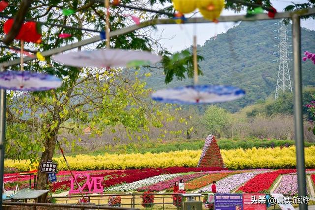 宏图大展正当时 佛山三水“世外桃源”万株桃花盛放迎客