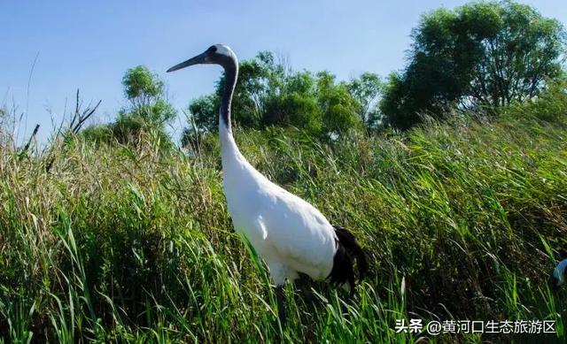 【黄河口生态旅游区】今日立秋