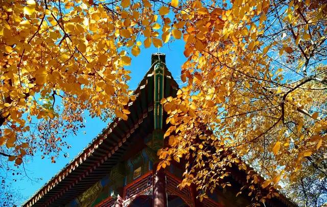 来北京赏秋,太推荐这个地方了,人少景美还免费,值得一去