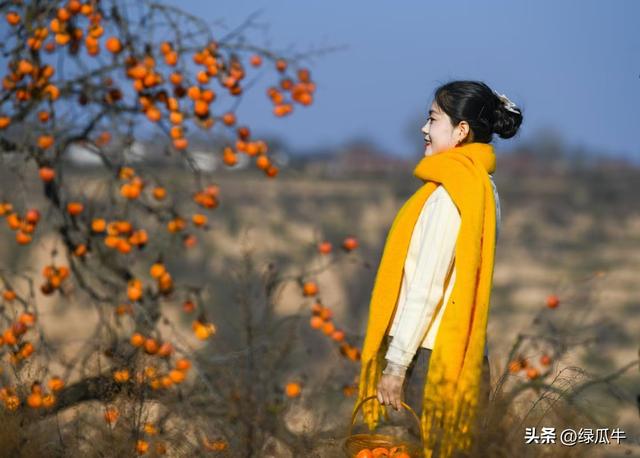 有人说，不就是个彬州烂怂柿子，有啥好拍！