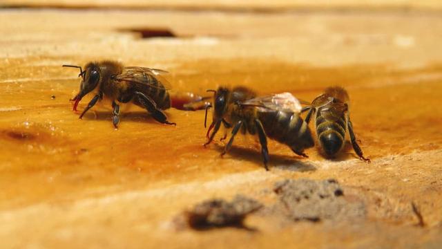 超越导航的智慧：科学家发现蜜蜂摇摆舞蕴含认知地图信息