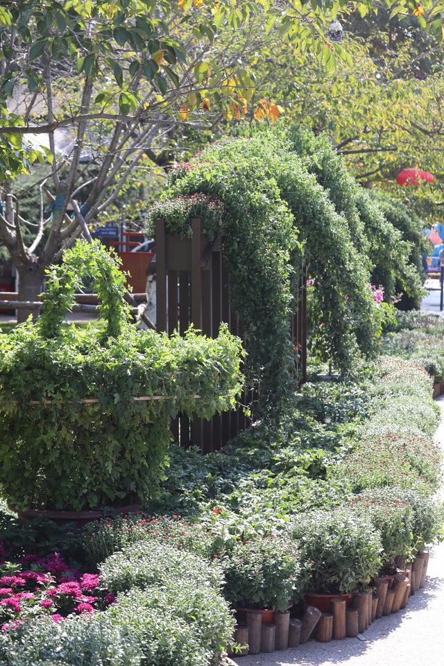 菊香满岛城 繁花映锦年 青岛市第41届中山公园菊展盛装启幕
