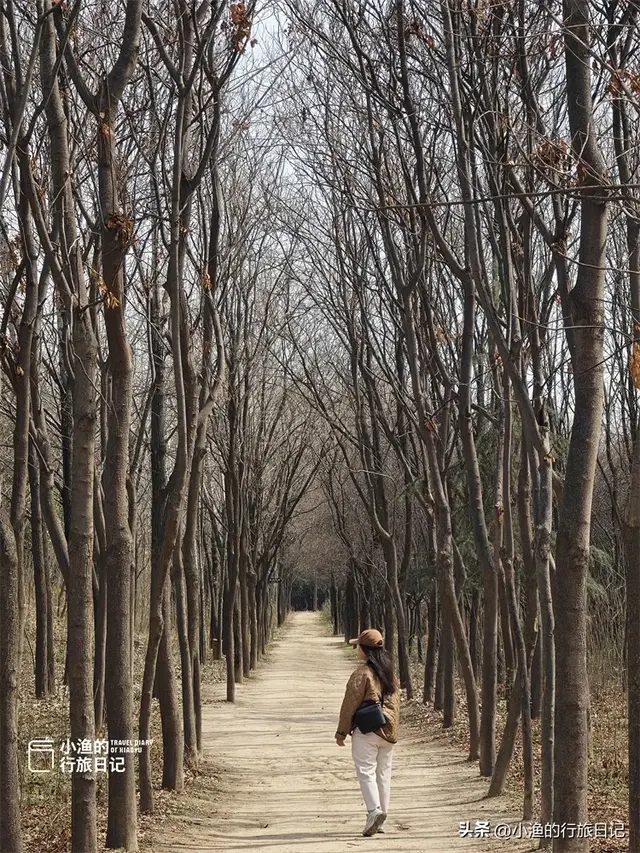 西安“天下第一宫”，是世界最大宫殿基址，面积相当2/3个故宫