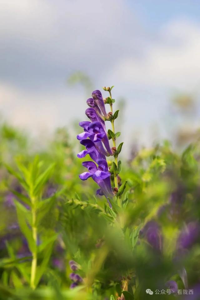 【图观陇西·新视角】药乡之约——邂逅浪漫黄芩花海