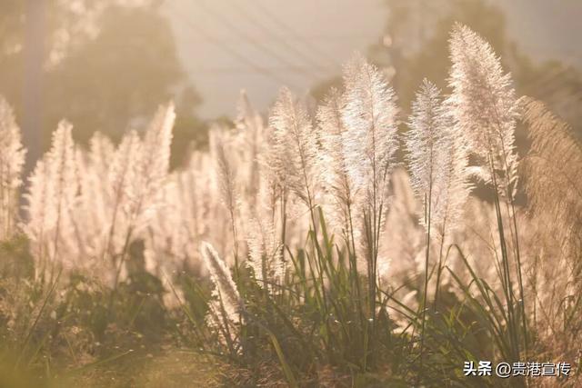 不必去远方，贵港此地就藏着一片诗意芦苇荡