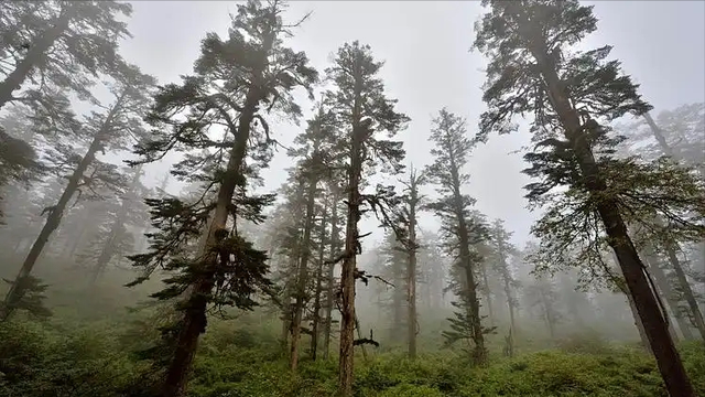 39岁宝妈独自徒步鹿角梁，有登山证也失联，近5个月音讯全无