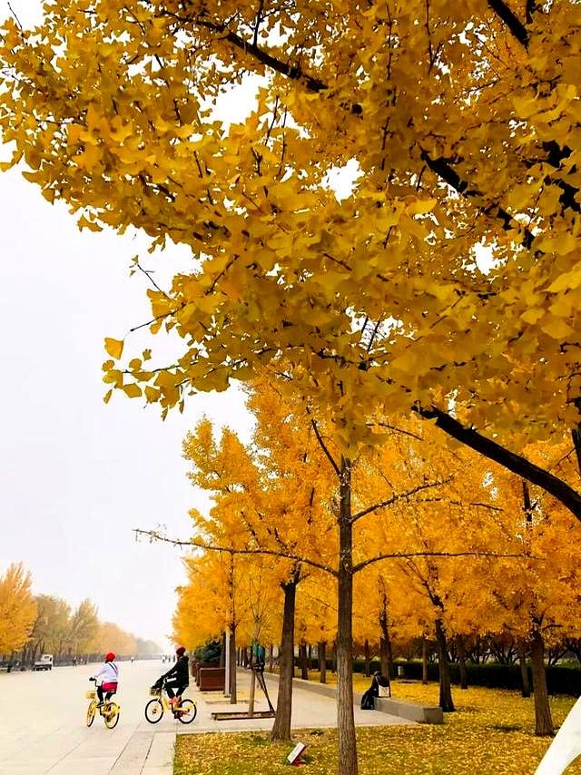 北京深秋“值得	”逛得3处公园，景色一个比一个唯美！