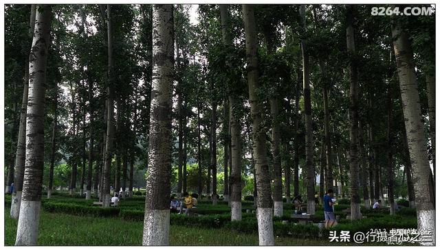 山东行游影记（16）—济南山东大学（三）