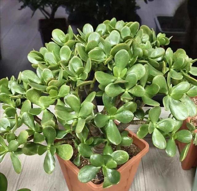 “五树进宅	，升官发财	”，这5种旺家树，你家室内有没有？