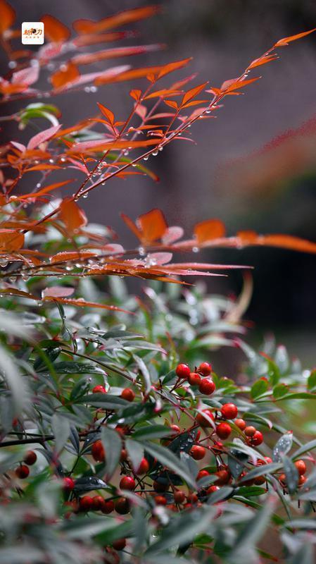 古城与秋叶的交响