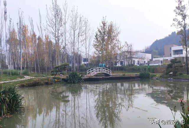 赏柿子不需要去远方，西安这里1小时可达，红柿配村舍，人少景美