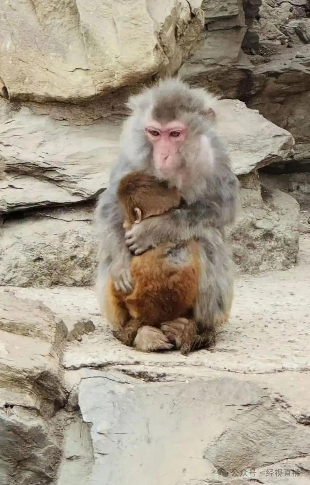 北京动物园多只猴子冻得瑟瑟发抖，依偎在一起抱团取暖！工作人员：猴山有洞穴和高热量食物保障过冬