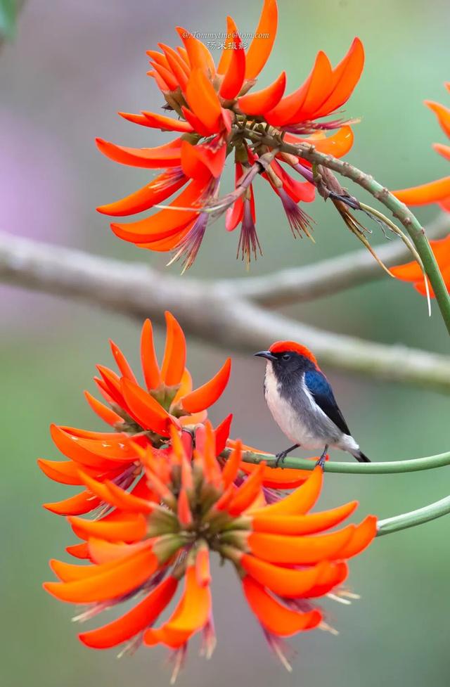刺桐酝酿着「花事」，这场「盛事」也即将在泉州开启！