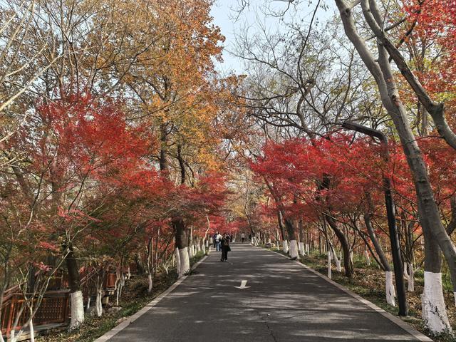 南京栖霞山一日徒步，游千年古刹，看漫山红叶