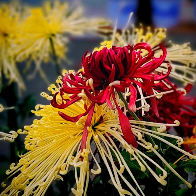 武汉动物园金秋菊展集锦