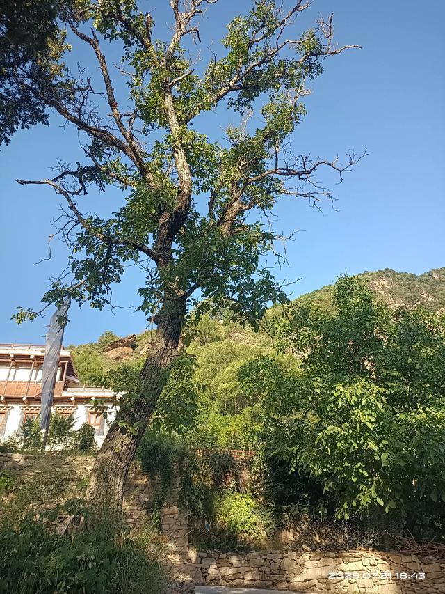 游四姑娘山，再到中路藏族