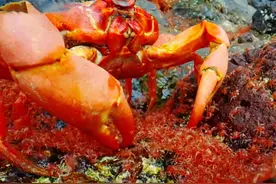 澳大利亚红蟹泛滥，几千万只占领道路，为啥当地人还给它保驾护航图片