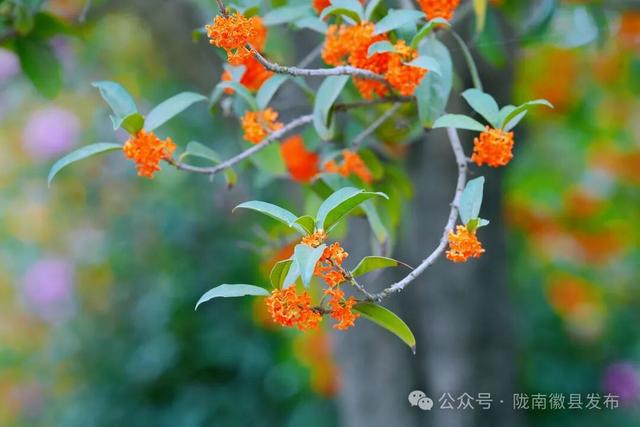 徽县：被桂花签收的秋天