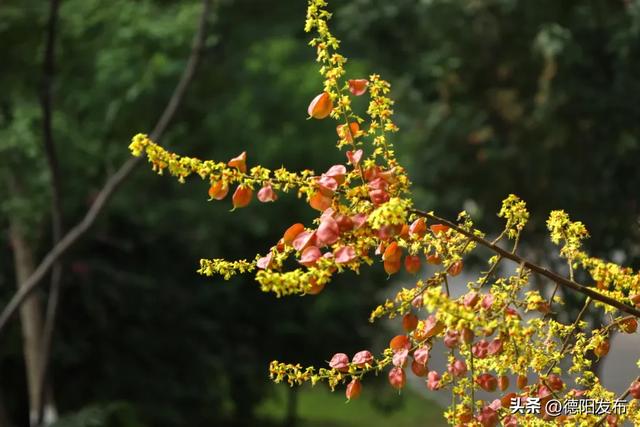 这几天，德阳这些地方超好看！你发现了吗？