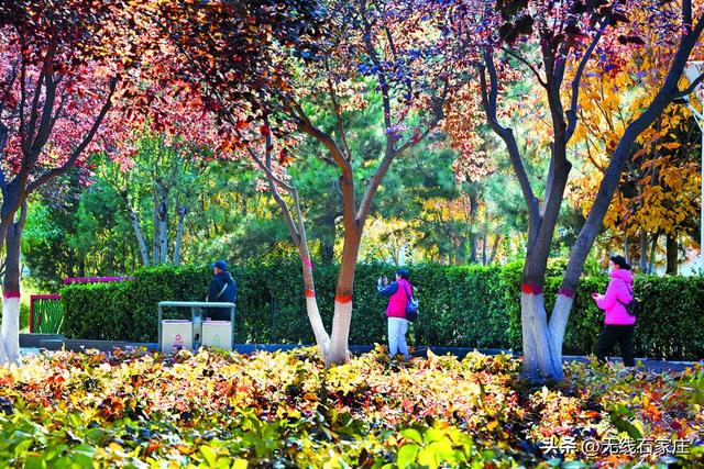 影像纪实 | 石家庄：一城斑斓入画来