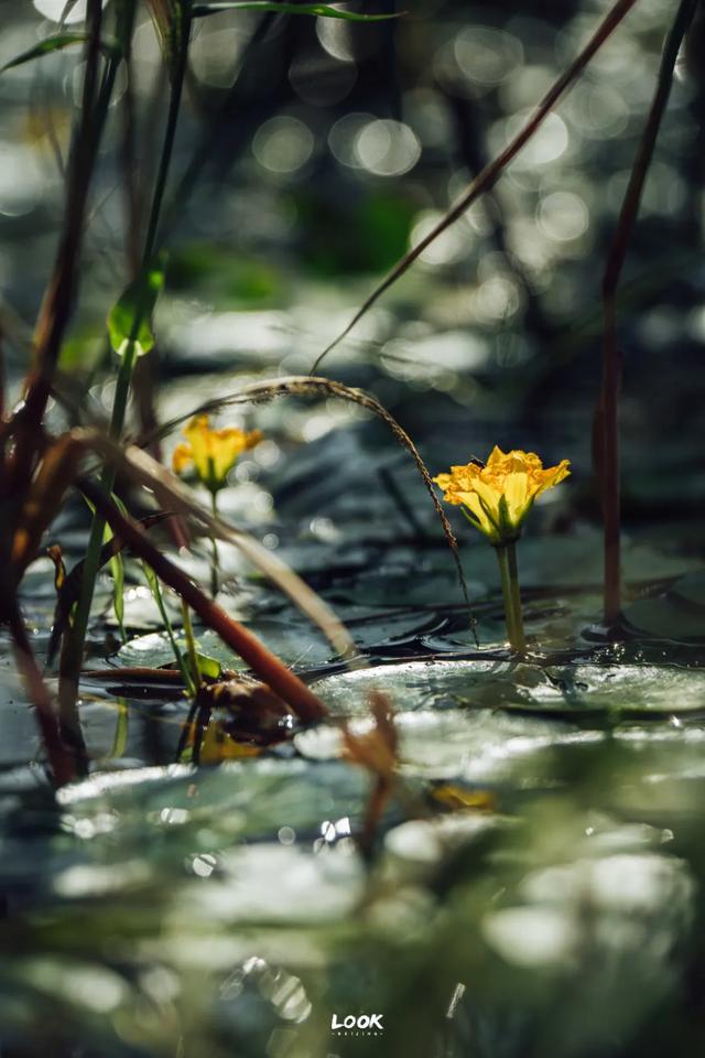 绝对不可以,错过这片金秋稻田