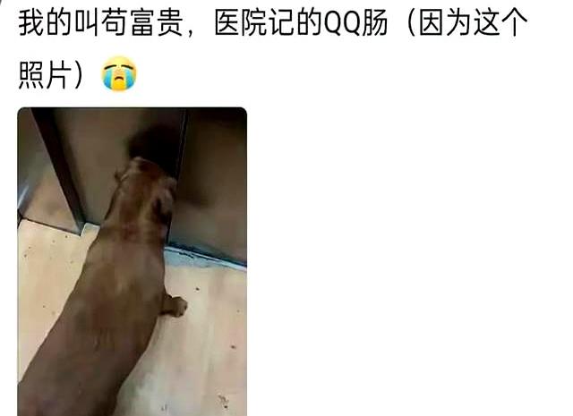 笑麻了！你的宠物有什么别致的名字？网友：你的全家桶做完了