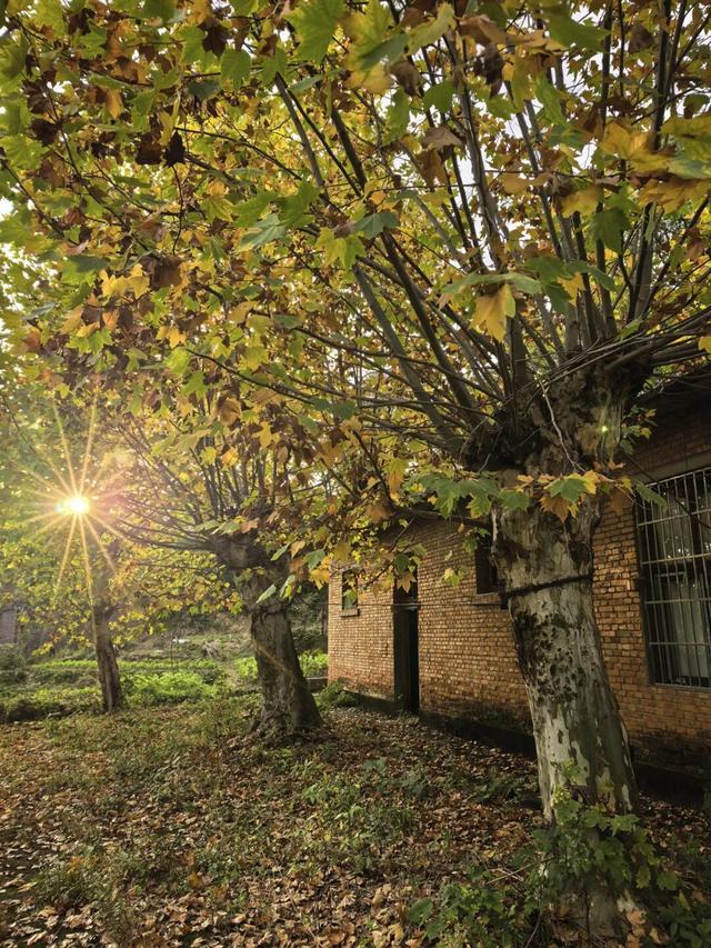 2025利州秋色，每一帧都是限定浪漫