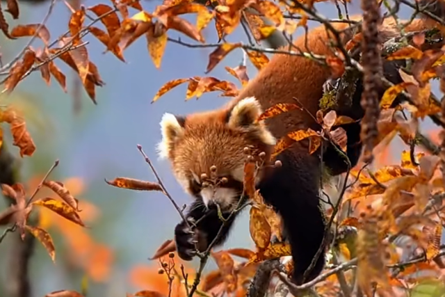喇叭河红叶巅峰期打卡攻略，彩林秘境+野生萌兽，秋假带娃研学首选！