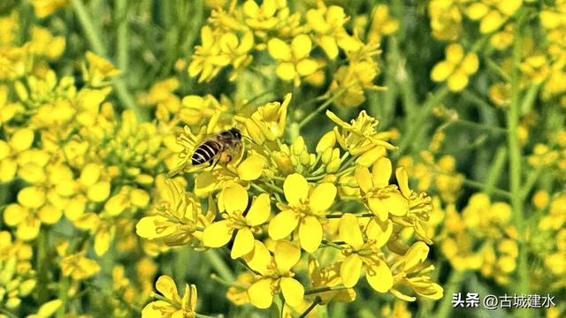 建水稻田公园油菜花海进入最佳观赏期 盛放美景引客来