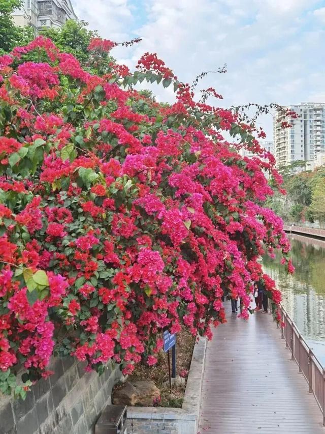 初冬“梅”好时光已至,惠城处处皆“花路”