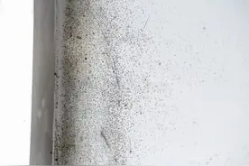 千万注意！家里一旦出现这种小霉点，身体多个部位要遭殃图片