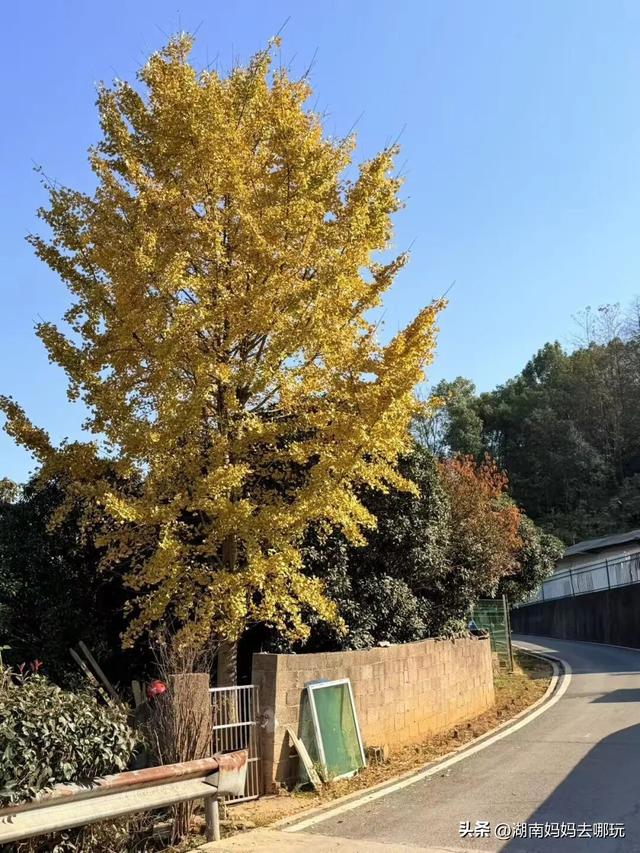 遛娃休闲两不误，在长沙“小禾木”邂逅12月初的灿烂风光！