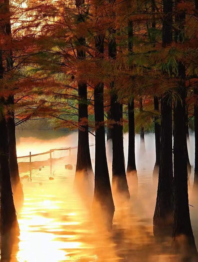 趁天晴出发！洛阳这片杉林红了！无需门票…