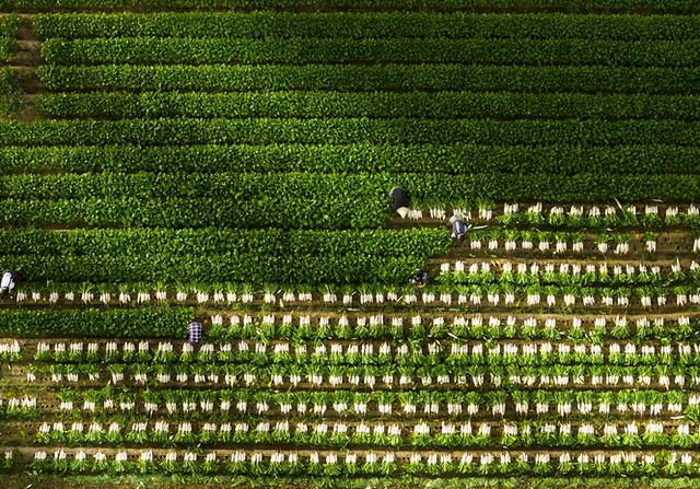 塞上秋色好“丰”景