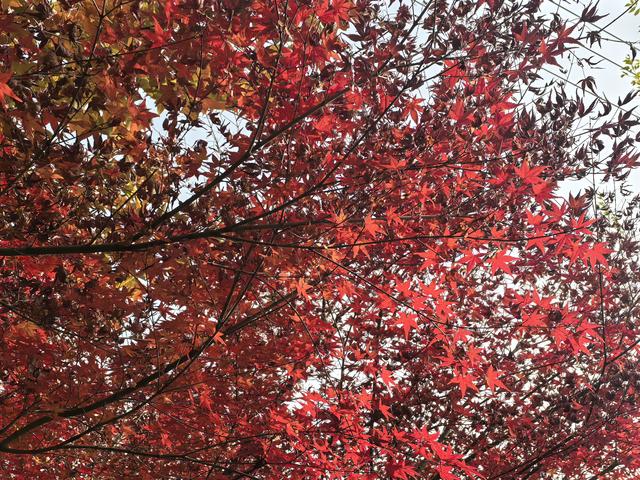 南京栖霞山一日徒步，游千年古刹，看漫山红叶
