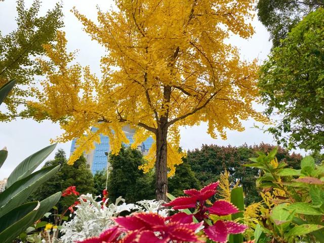 大邑银杏@你，初冬限定“金”喜，请查收！