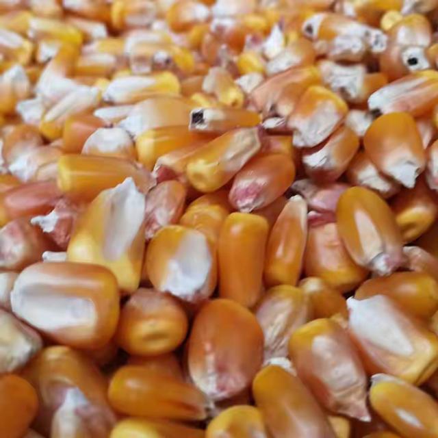 河南老玉米火了，淀粉含量惊人，堪比黄金