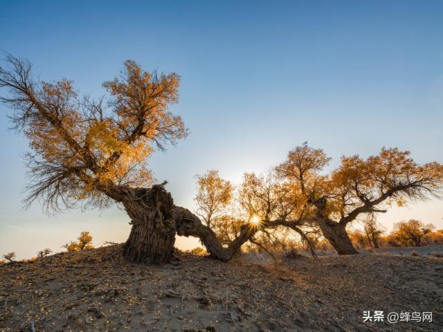 南疆寻秋--富士GFX100 II刻画南疆的雪山、沙漠与胡杨