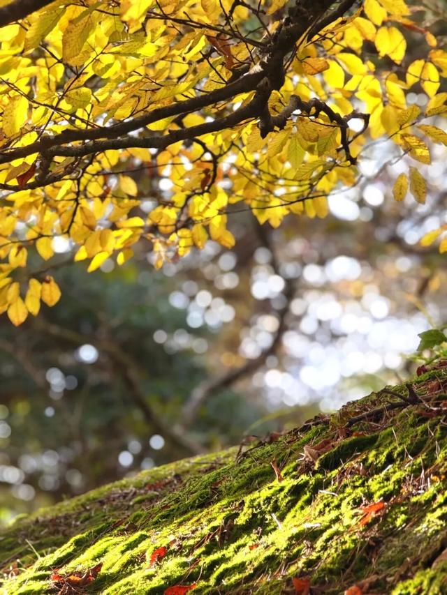 黄山秋景现场播报：云海“开挂”，秋色“沸腾”，抓紧冲