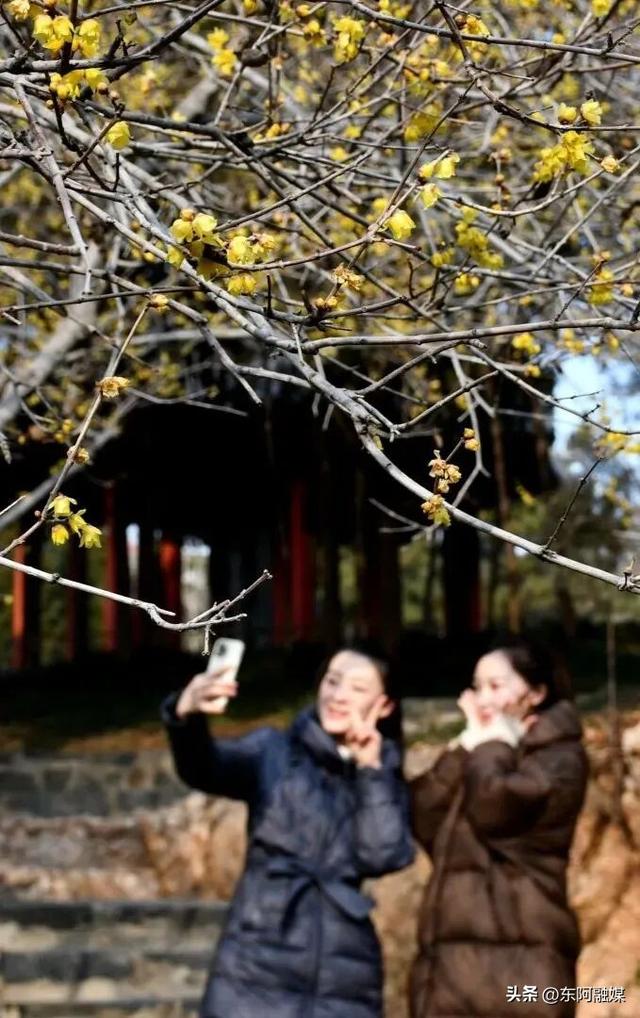 山东的第一波蜡梅开啦！快来邂逅这份冬日限定的浪漫