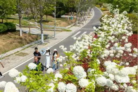 浪漫之约，世博园百米木绣球绽放如雪图片